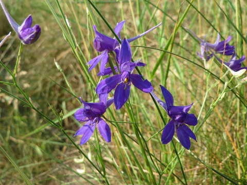 Image of forking larkspur