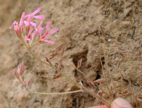 Image of Pelargonium trifoliolatum (Eckl. & Zeyh.) Steud.