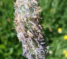 Image of meadow foxtail