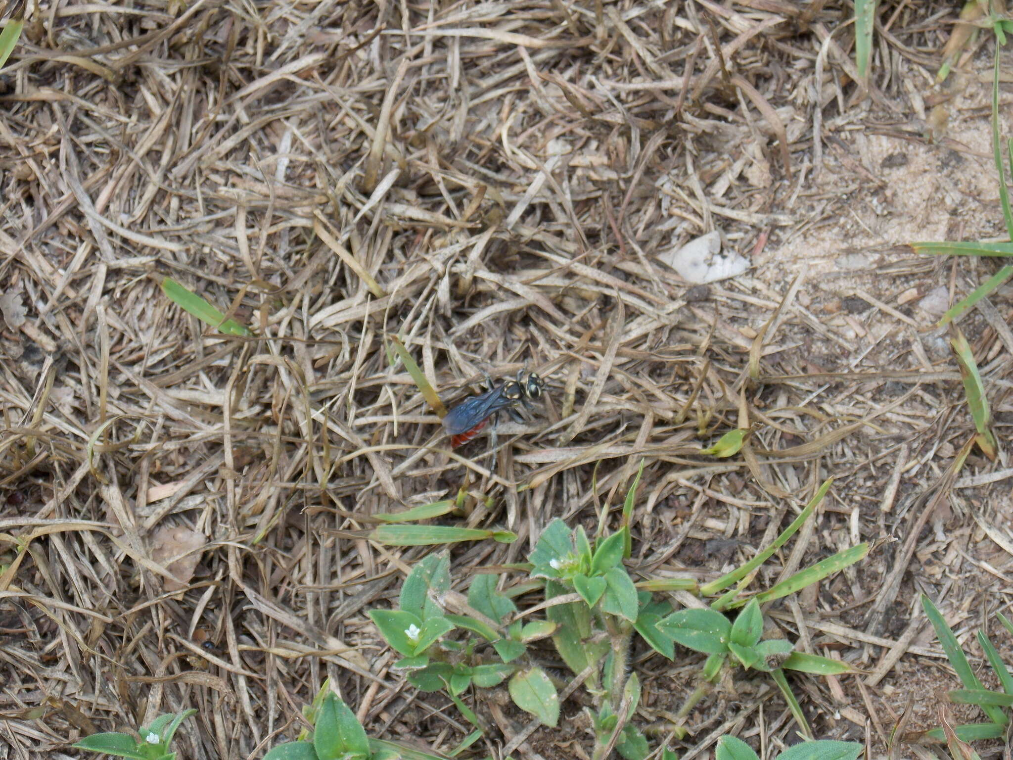 Image de Larra bicolor Fabricius 1804