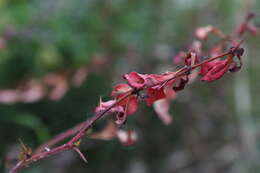 Image de Araignée rouge