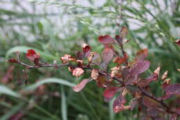 Image de Araignée rouge