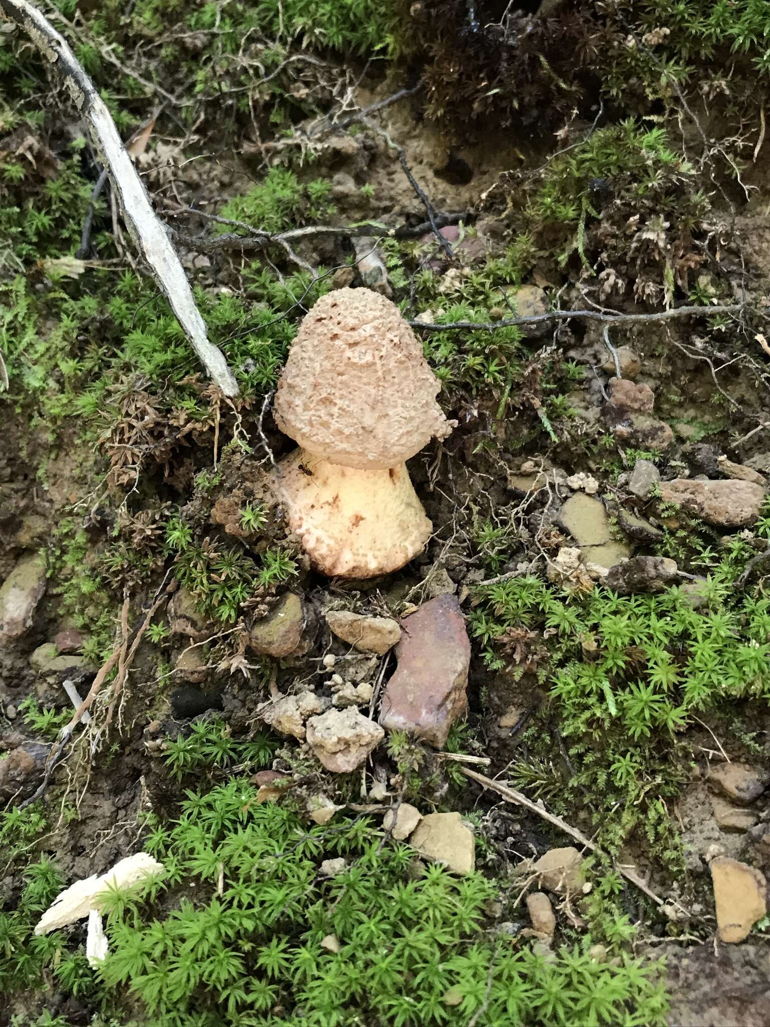 Plancia ëd Amanita daucipes (Sacc.) Lloyd 1898