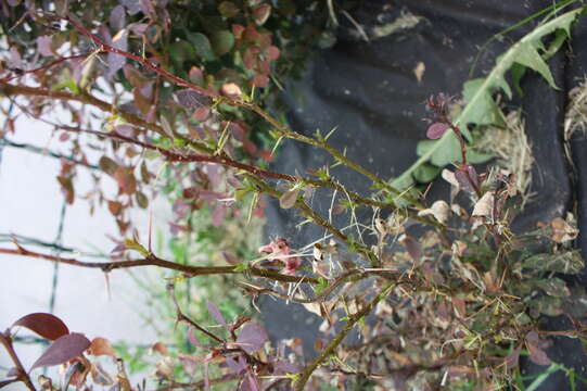 Image of Two-spotted spider mite