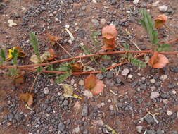 Image of Tribulus pentandrus var. pterophorus (Presl) P. Singh & V. Singh