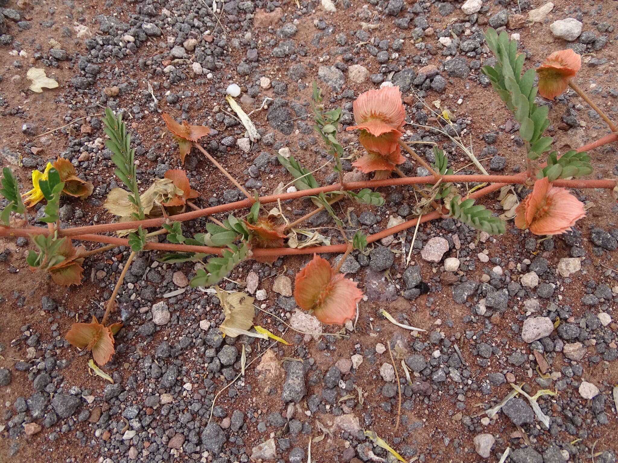 Image of Tribulus pentandrus var. pterophorus (Presl) P. Singh & V. Singh