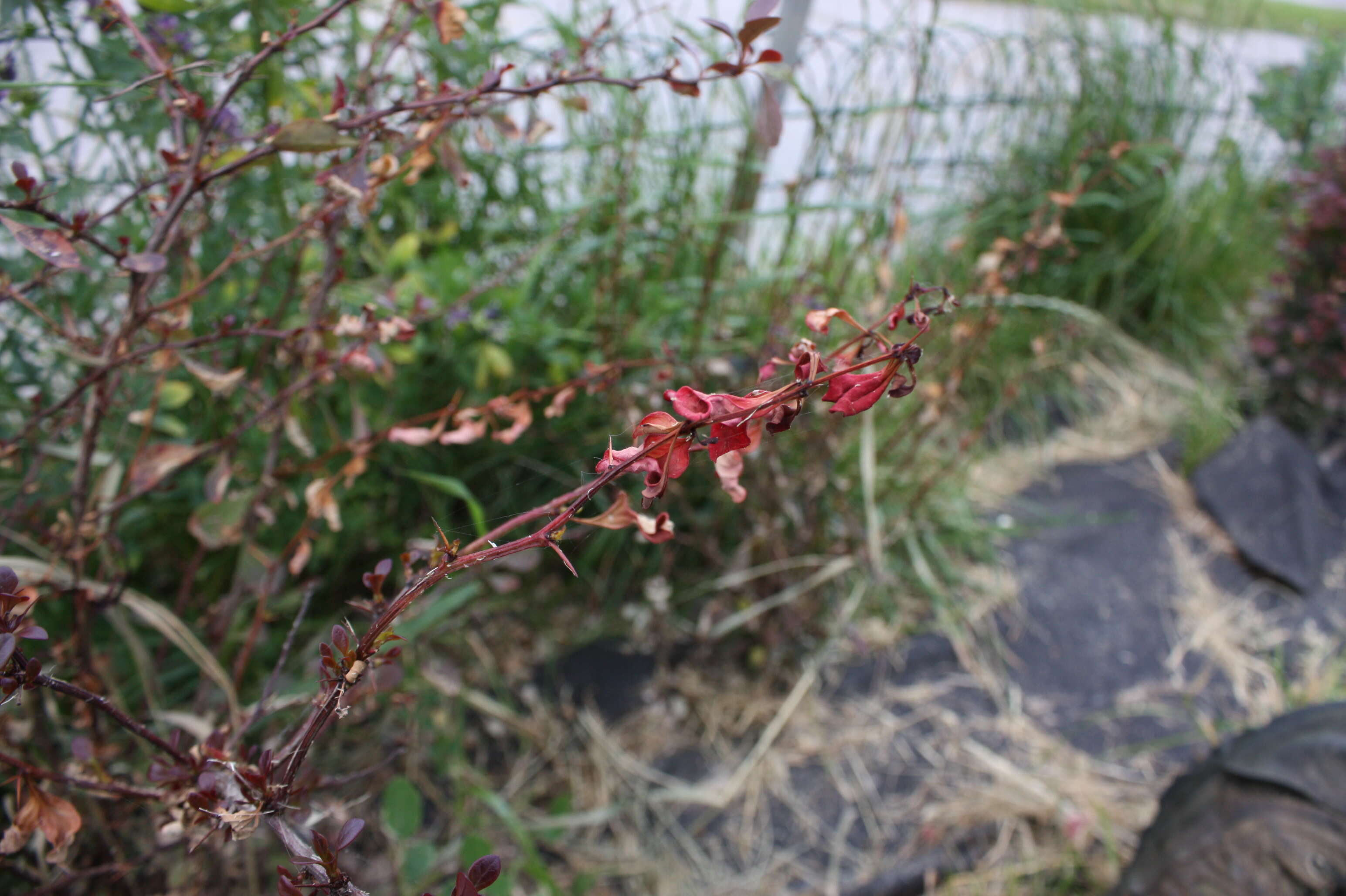 Image de Araignée rouge