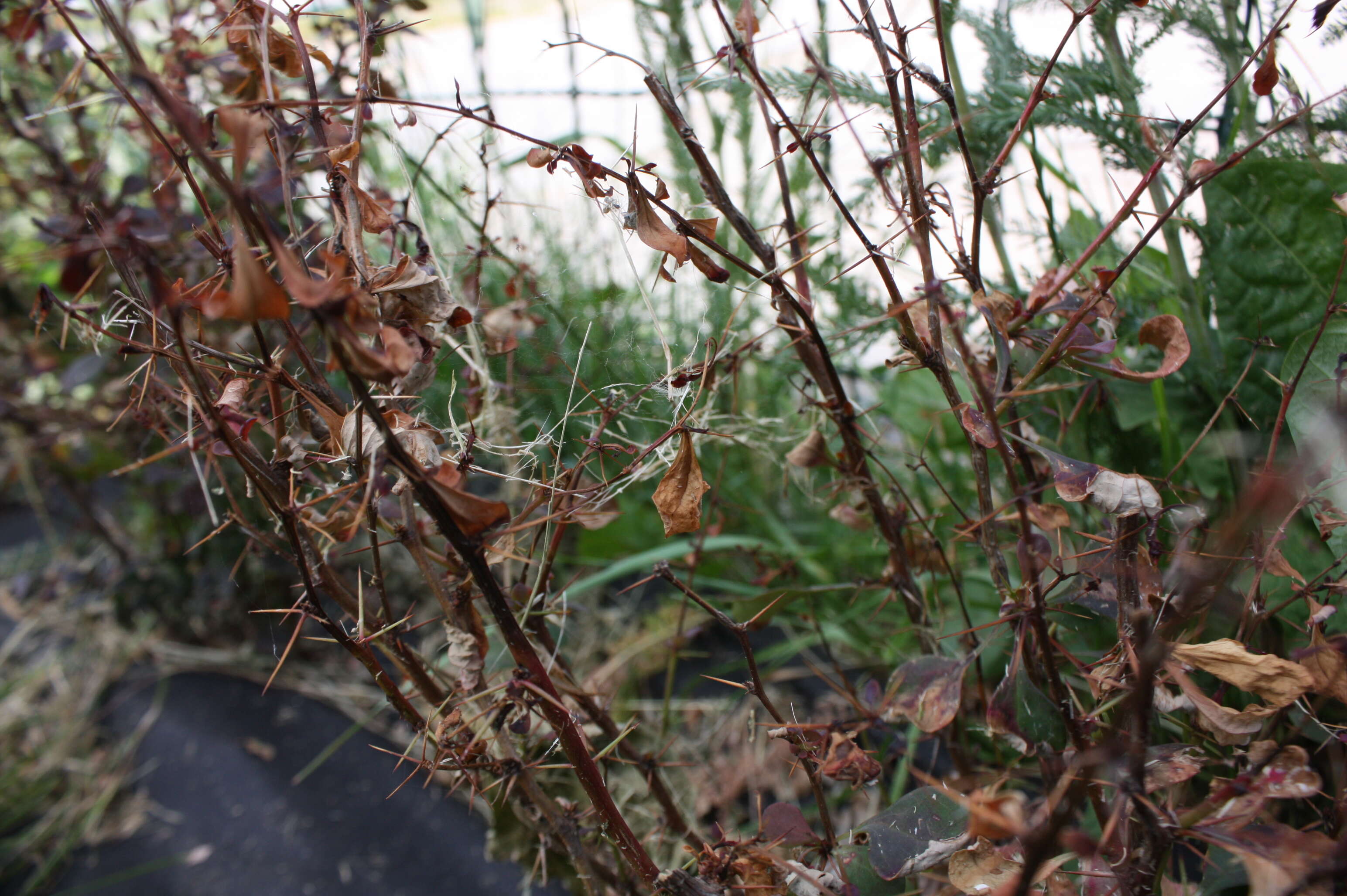 Image of Two-spotted spider mite