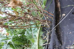 Image of Two-spotted spider mite