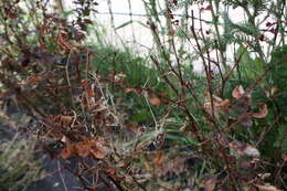 Image of Two-spotted spider mite