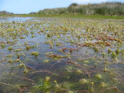 Image de Cotula myriophylloides Hook.