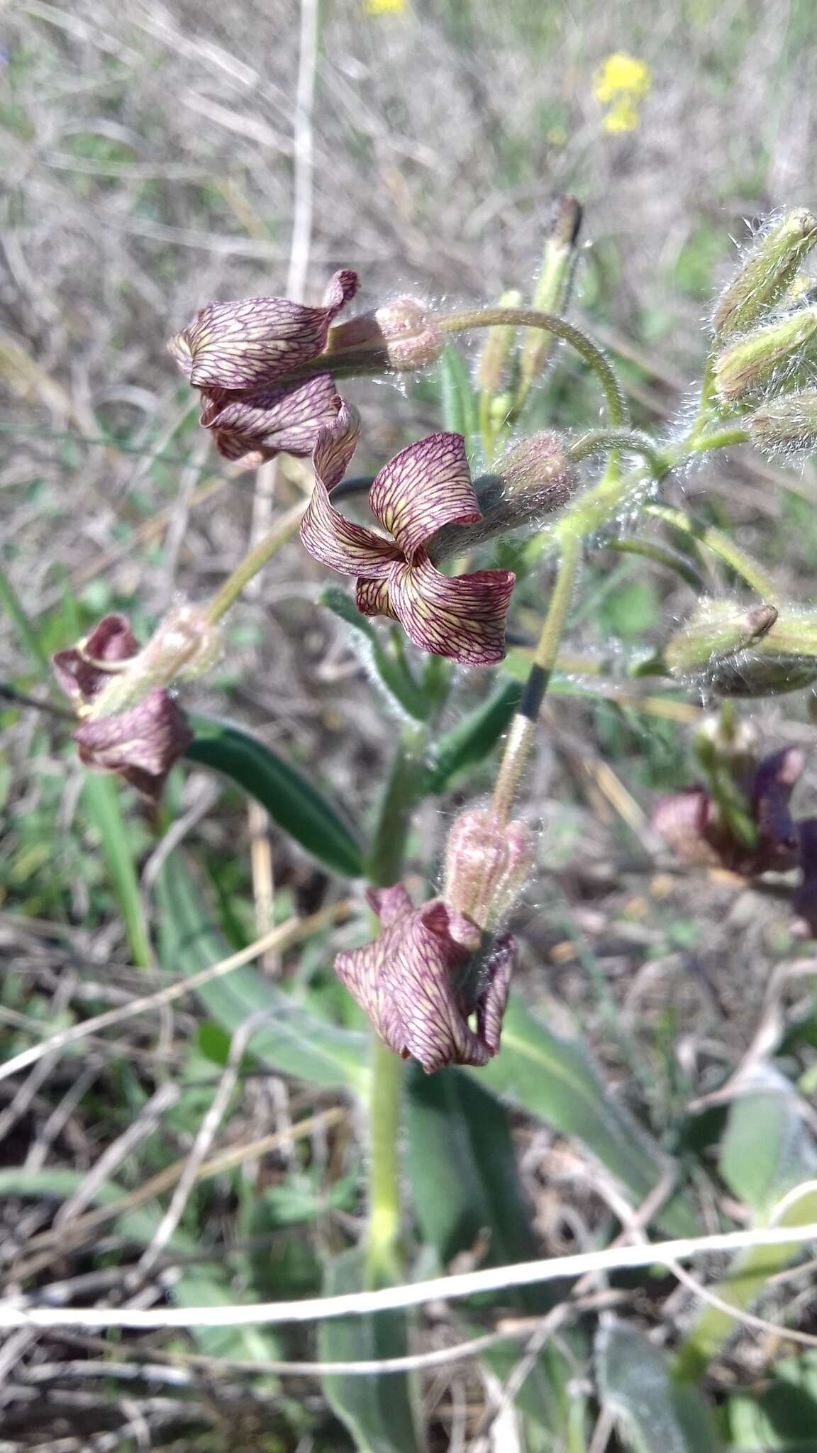 Слика од Hesperis tristis L.