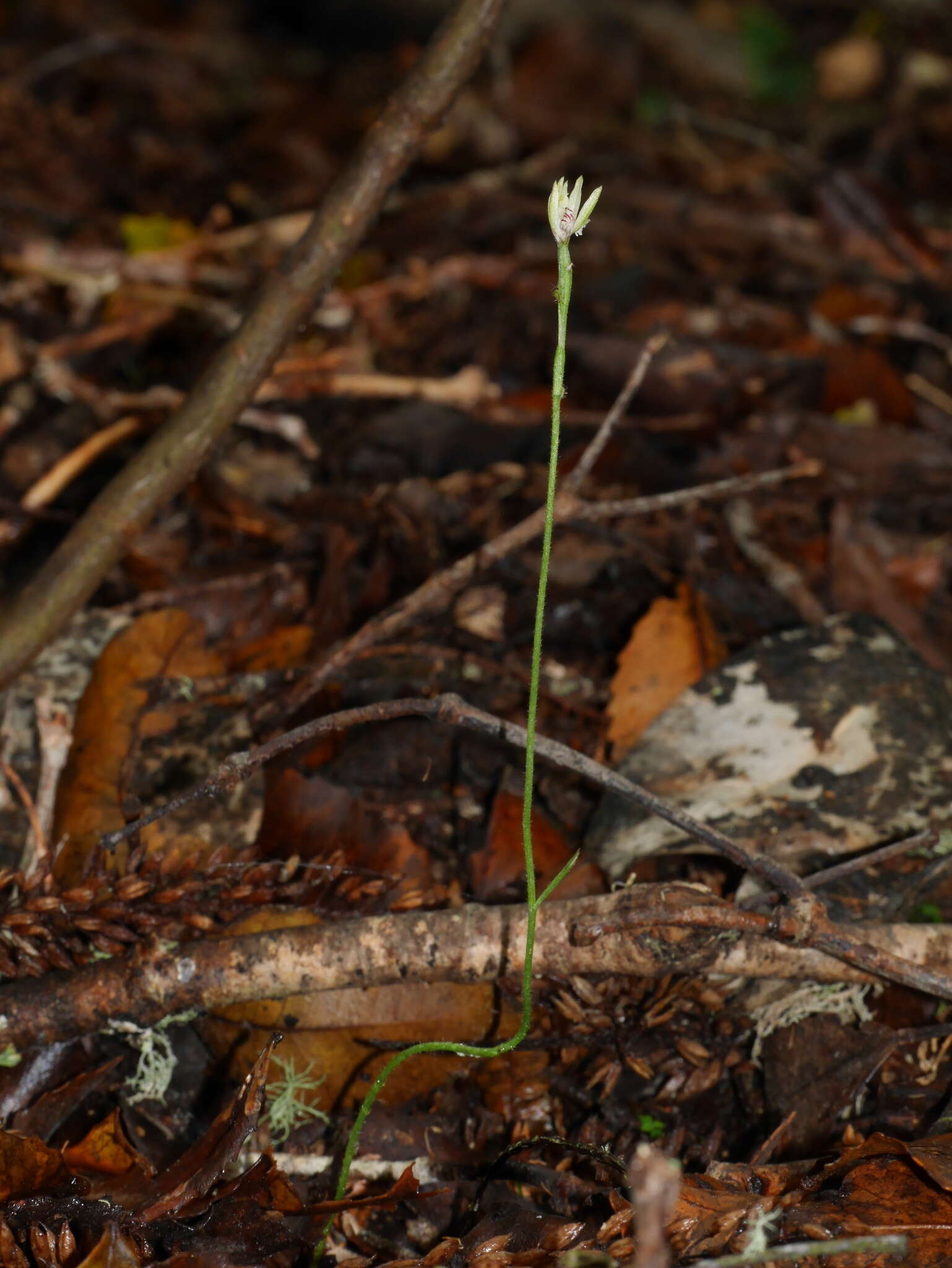 Image of White fingers