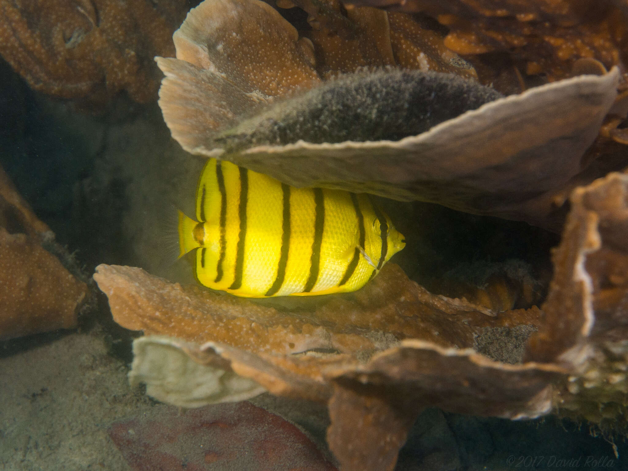 Image of Eight Banded Butterflyfish