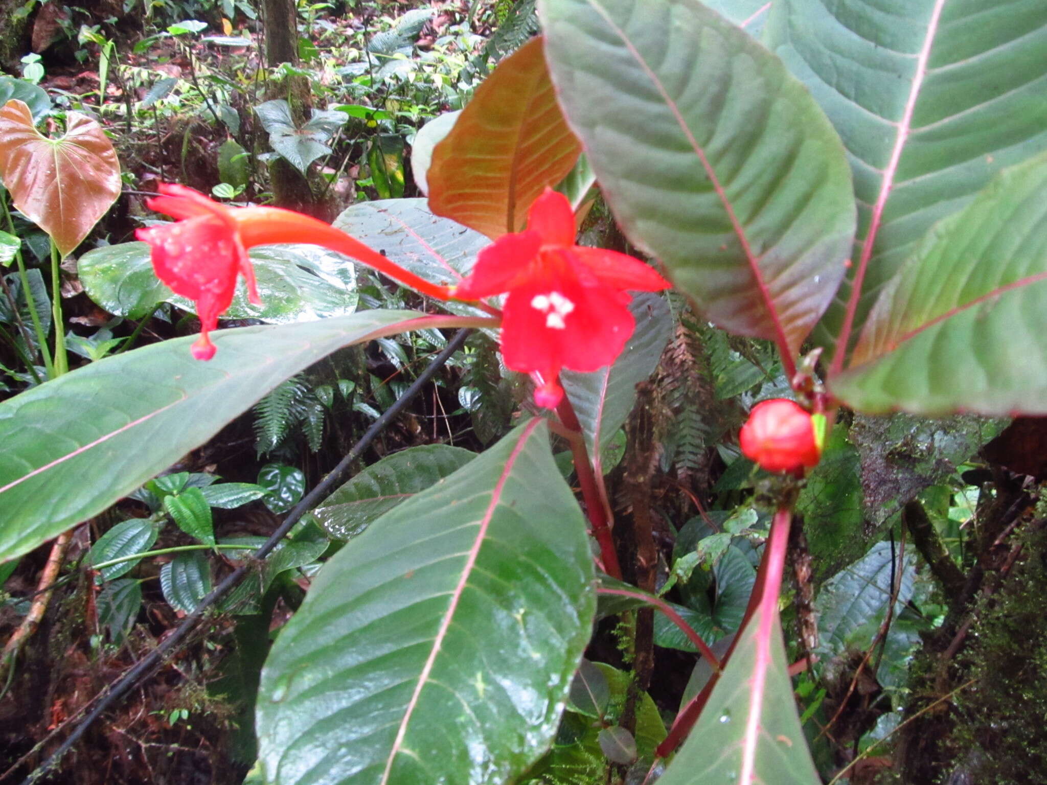 Plancia ëd Fuchsia macrostigma Benth.