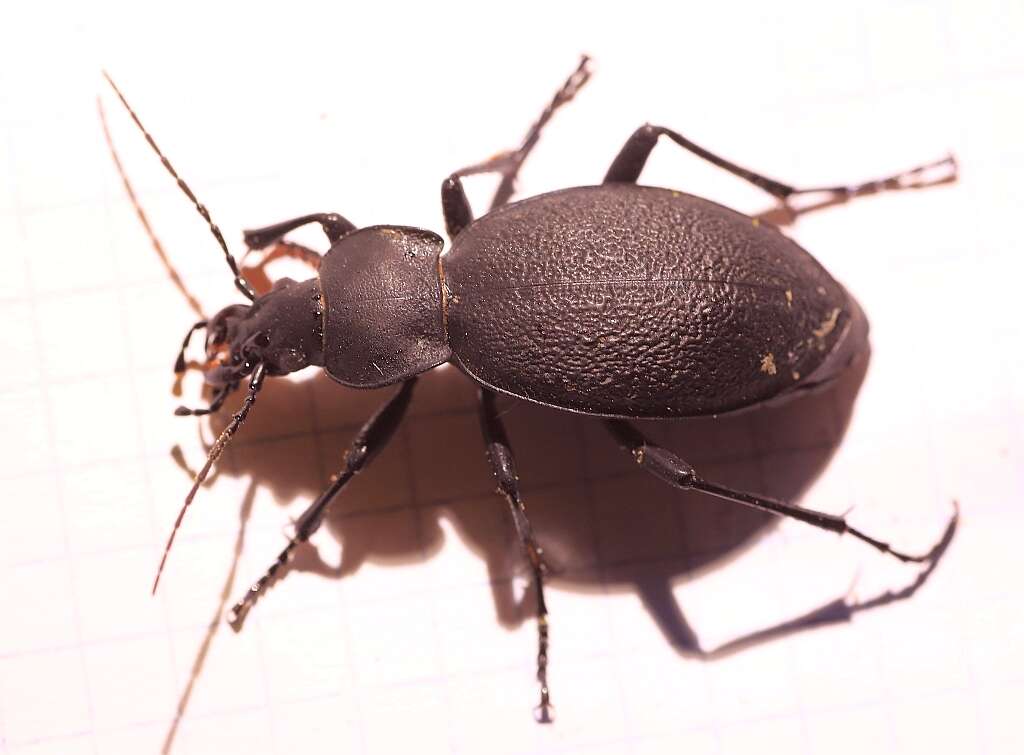 Image of Carabus (Procrustes) coriaceus Linnaeus 1758