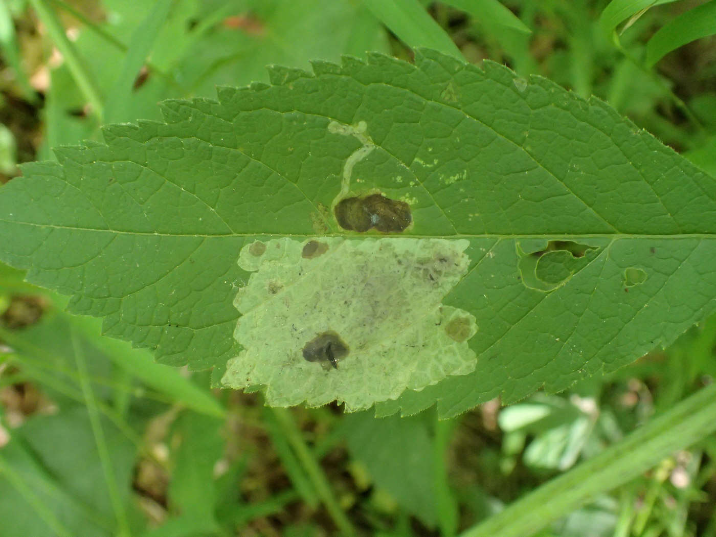 Imagem de Calycomyza flavinotum Frick 1956