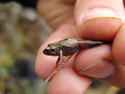 Plancia ëd Psychrophrynella usurpator De la Riva, Chaparro & Padial 2008