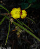 Image of Cheirolaena linearis Benth.