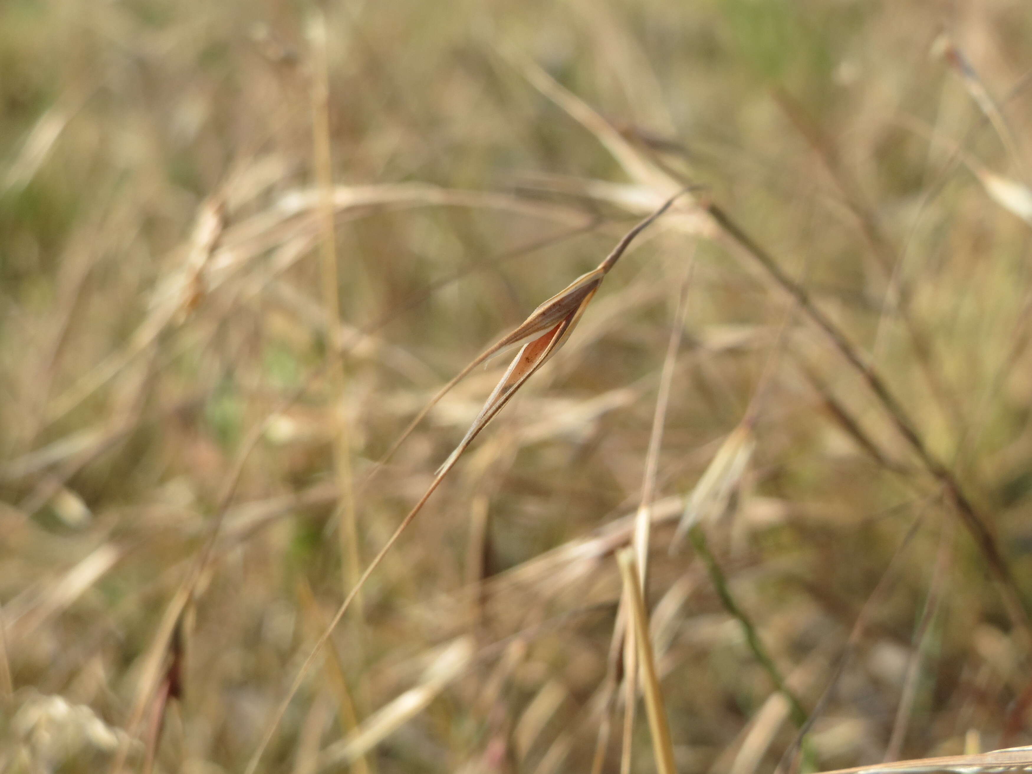 Image of Barren Brome