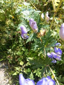 Image of Manchurian monkshood