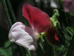 Image of Sweet Pea