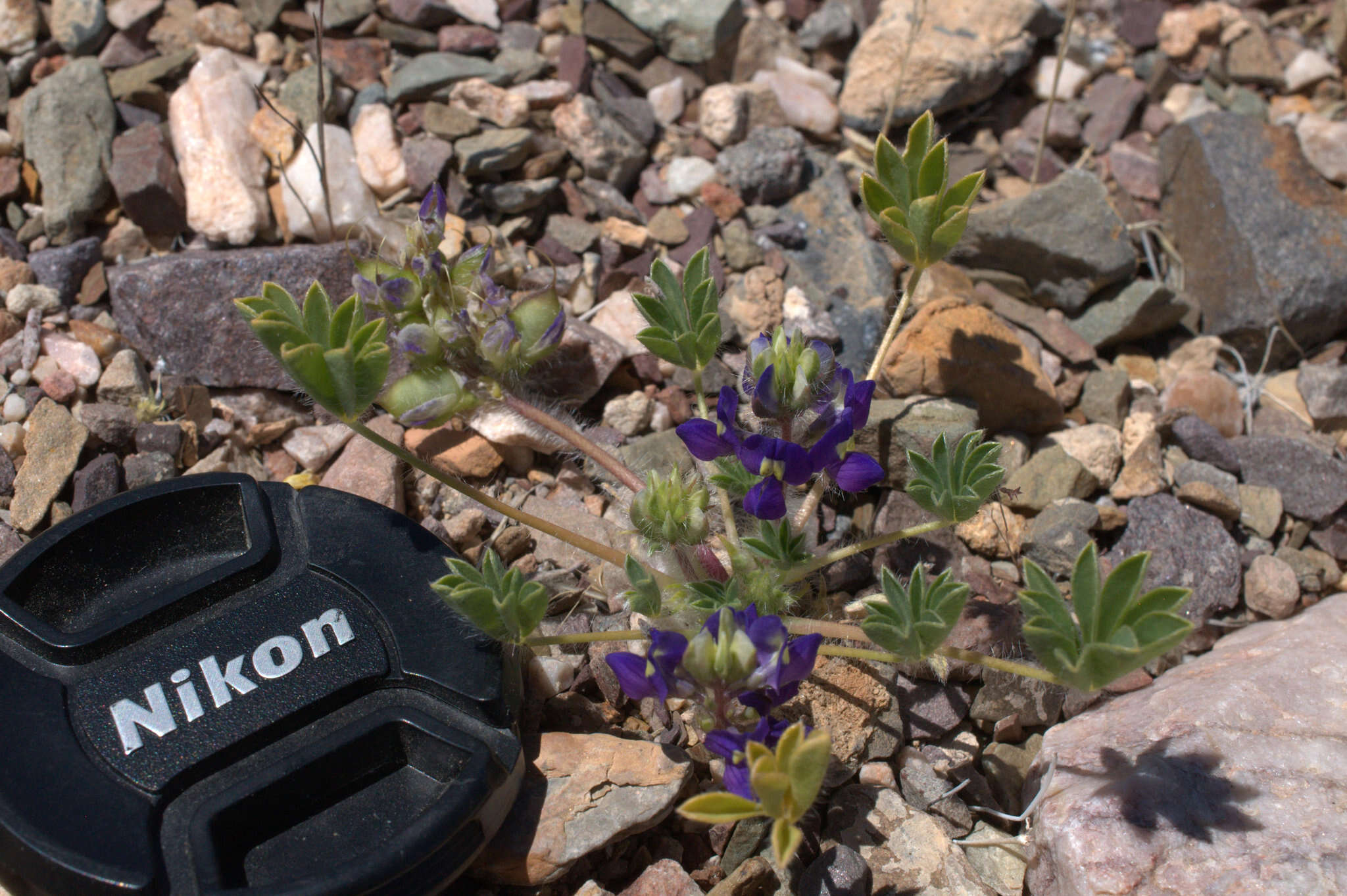 Imagem de Lupinus flavoculatus A. Heller