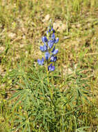 Image of narrowleaf lupine