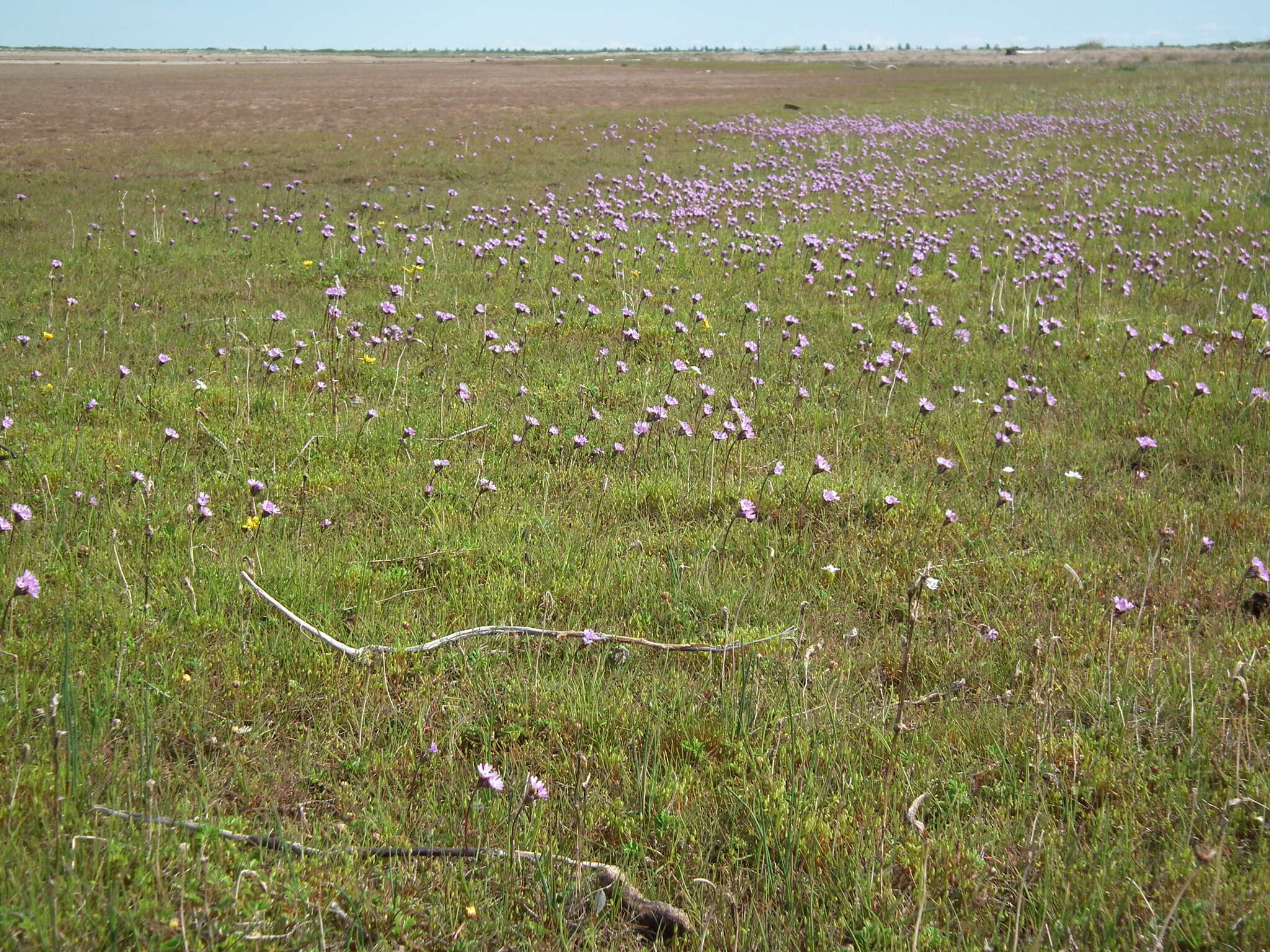 Image of erect primrose