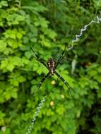 Image of Garden spider