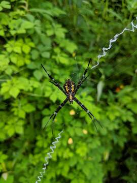 Image of Garden spider