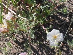 Image of crownleaf evening primrose