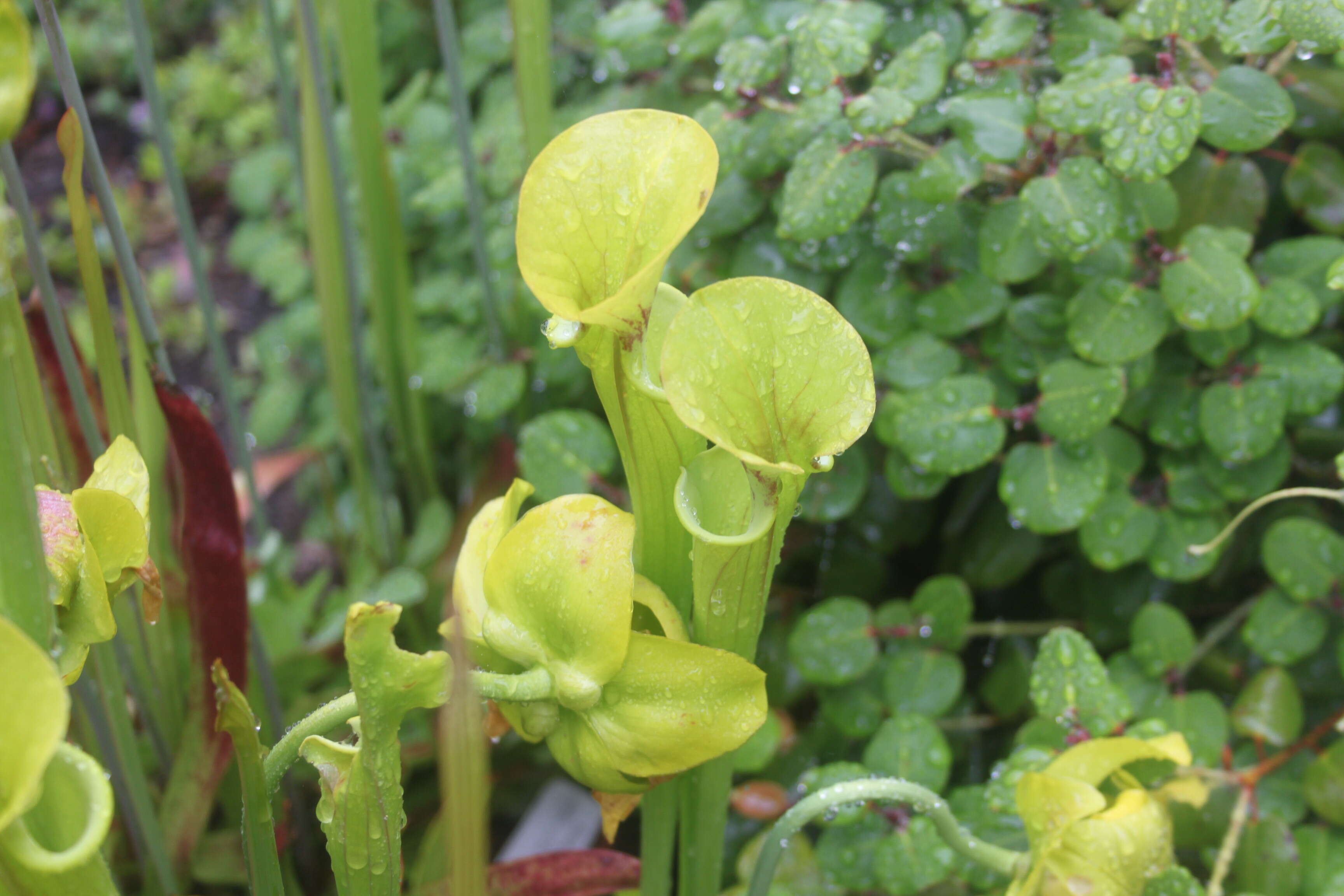 Image of pitcher plants