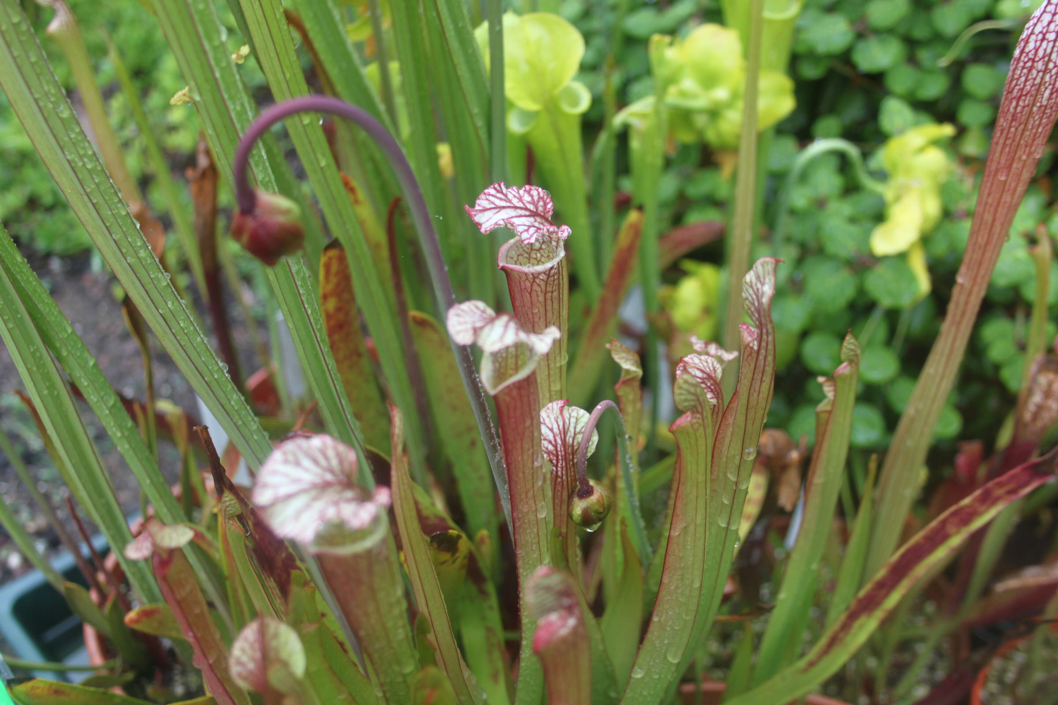 Image of pitcher plants