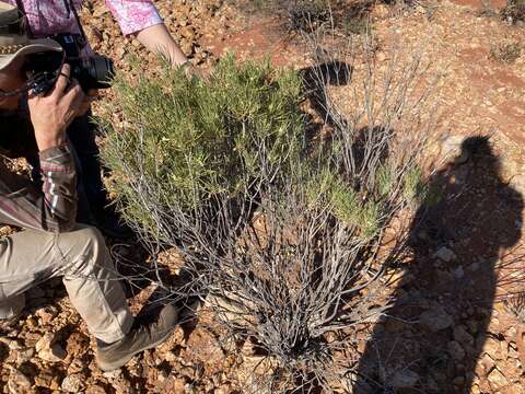 Image of Eremophila oppositifolia R. Br.