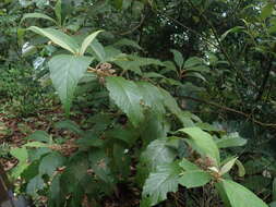 Image of Callicarpa pedunculata R. Br.