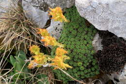 Image of Saxifraga scleropoda Somm. & Levier.