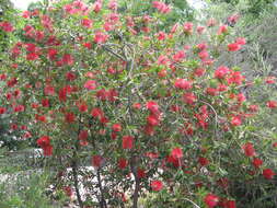 Image of cliff bottlebrush