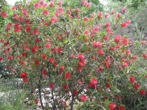 Image of cliff bottlebrush