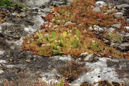 Image of Eastern Prickly Pear