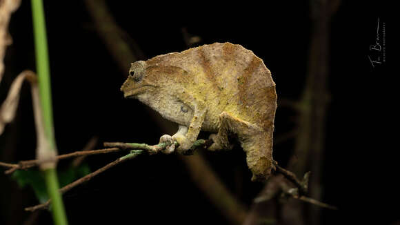 Image of South African Stumptail Chameleon