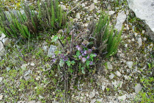 Image of Phacelia pinnatifida Griseb. ex Wedd.