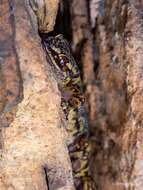 Image of Cape Rock Gecko