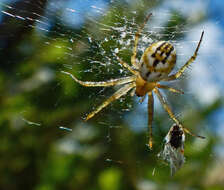 Image of Mangora acalypha (Walckenaer 1802)