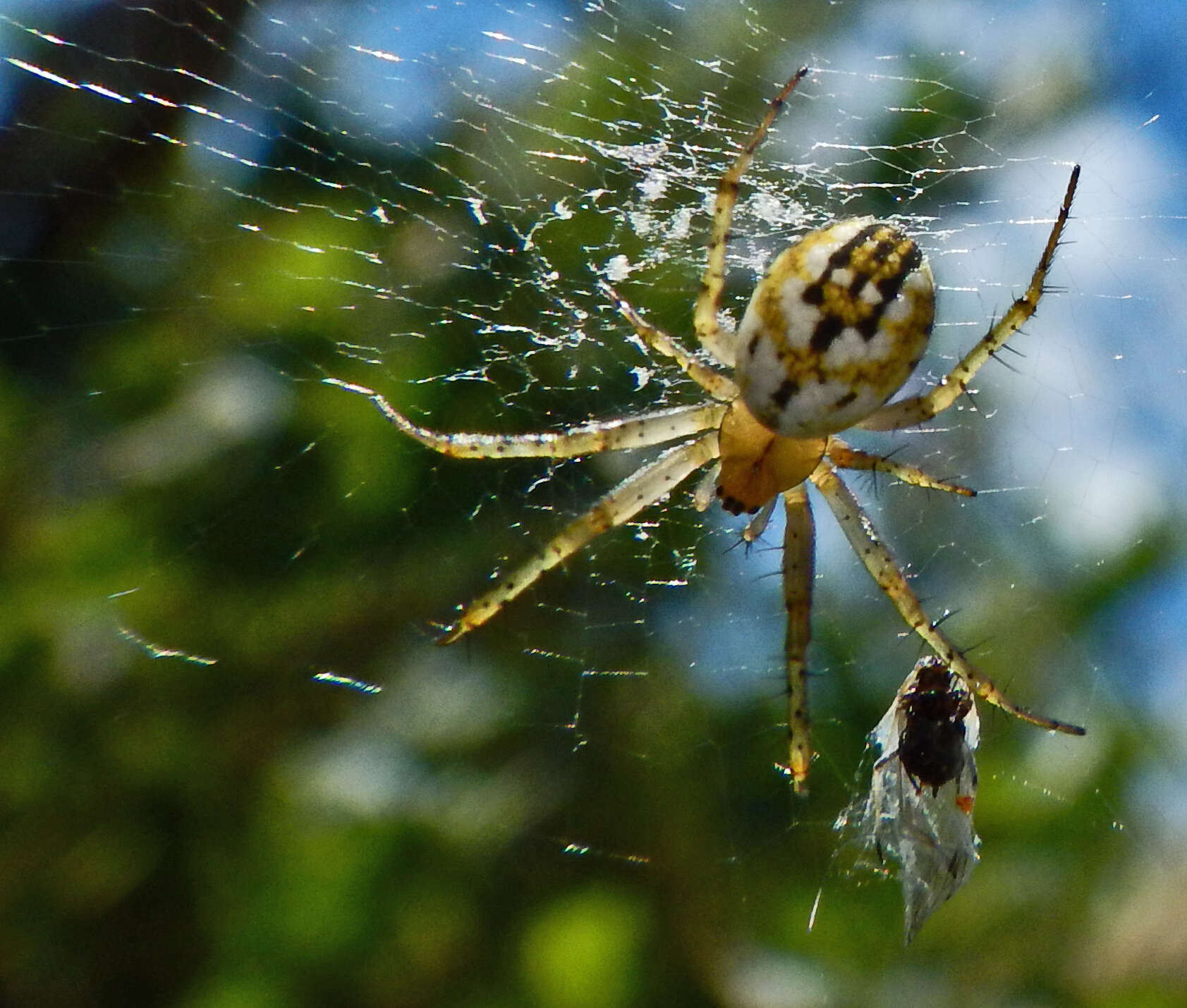 Image of Mangora acalypha (Walckenaer 1802)