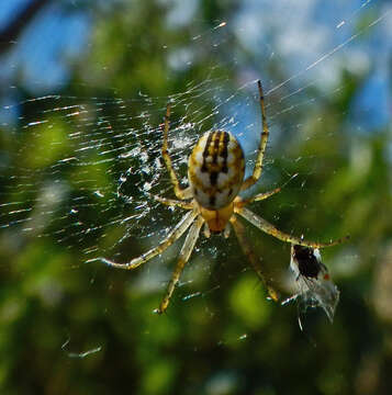 Image of Mangora acalypha (Walckenaer 1802)