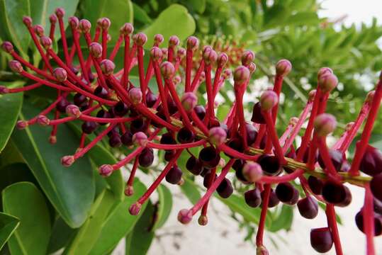 Image of Schwartzia brasiliensis (Choisy) Bedell ex Gir.-Cañas