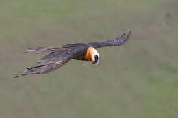 Image de Gypaetus barbatus meridionalis Keyserling, Blasius & JH 1840