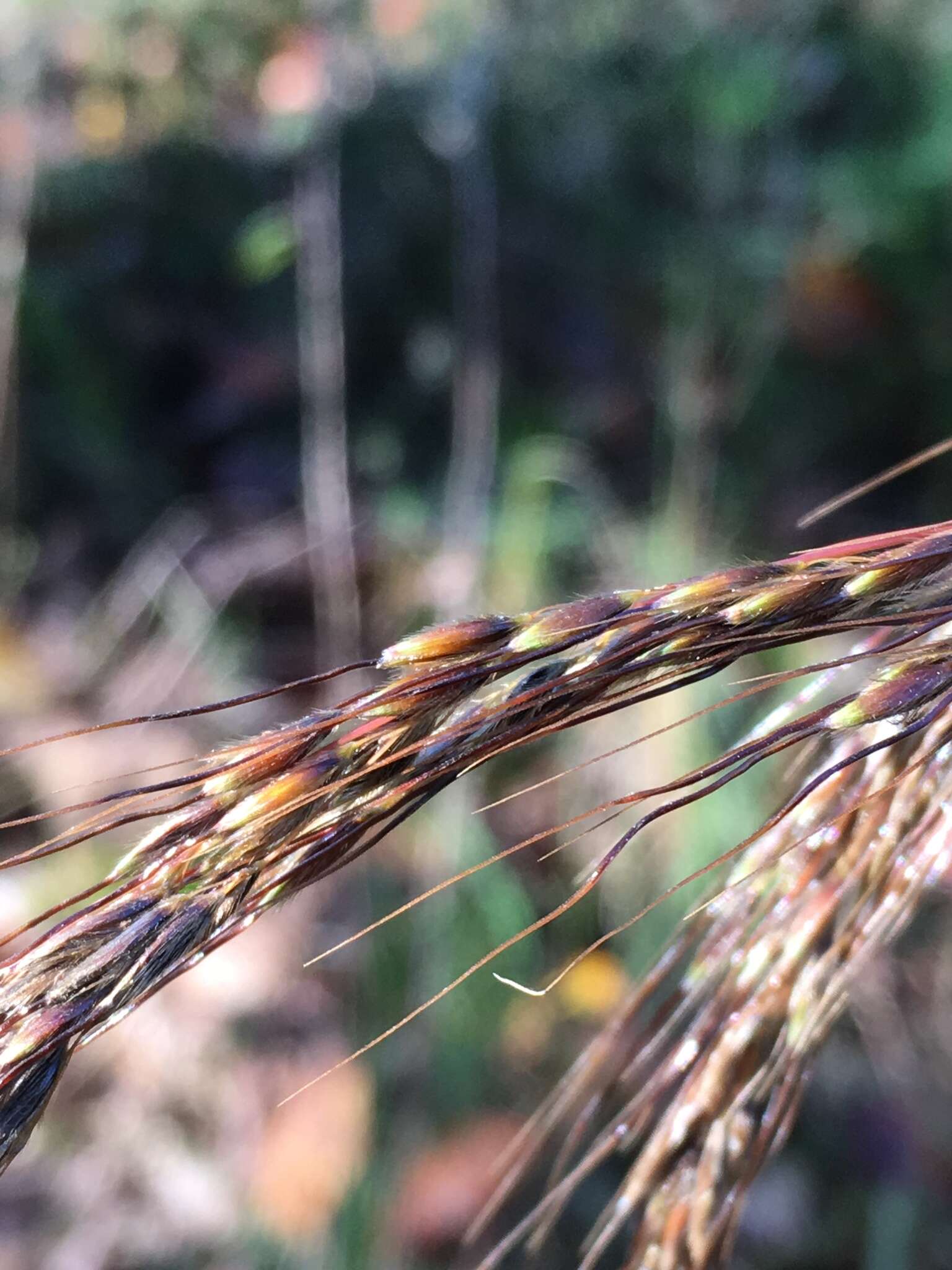 Image of slender Indiangrass