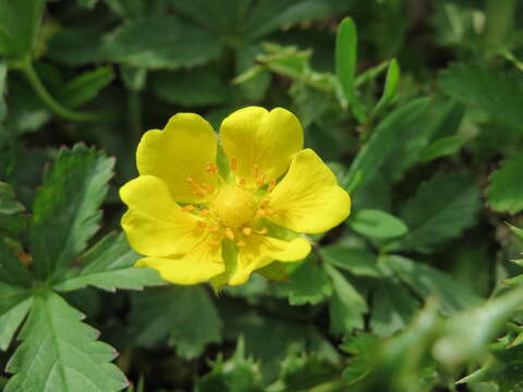 Imagem de Potentilla reptans L.